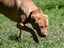 Kaira - a very affectionate Teddy Bear Staffy cross Carousel 7