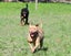 Kaira - a very affectionate Teddy Bear Staffy cross Carousel 12