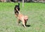Kaira - a very affectionate Teddy Bear Staffy cross Carousel 13