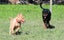 Kaira - a very affectionate Teddy Bear Staffy cross Carousel 14