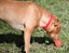 Kaira - a very affectionate Teddy Bear Staffy cross Carousel 9