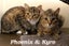 Cats Protection Canterbury - New Arrivals 19/8/25 Carousel 3