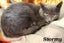 Cats Protection Canterbury - New Arrivals 19/8/25 Carousel 2