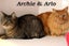 Cats Protection Canterbury - New Arrivals 19/8/25 Carousel 1