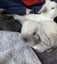 Baby Rabbits Carousel 2