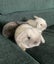 Baby Rabbits Carousel 3