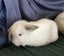 Baby Rabbits Carousel 5