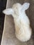 Baby Rabbits Carousel 7