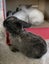 Baby Rabbits Carousel 8
