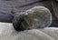 Baby Rabbits Carousel 9