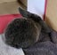Baby Rabbits Carousel 10