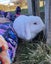Baby Rabbits Carousel 12