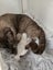 BURMESE X RAGDOLL KITTENS 2 FEMALES 2 MALES Carousel 3