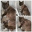 BURMESE X RAGDOLL KITTENS 2 FEMALES 2 MALES Carousel 4