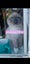 BURMESE X RAGDOLL KITTENS 2 FEMALES 2 MALES Carousel 6