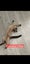 BURMESE X RAGDOLL KITTENS 2 FEMALES 2 MALES Carousel 7