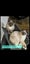 BURMESE X RAGDOLL KITTENS 2 FEMALES 2 MALES Carousel 8