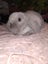 Purebred minilops Carousel 10