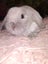 Purebred minilops Carousel 11