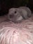 Purebred minilops Carousel 12
