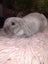 Purebred minilops Carousel 13