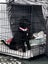 Heading Dog × Huntaway Bitch Pup – 3 Months Old Carousel 3