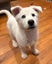 Pound Paws Rescue - Nanook, Christchurch Carousel 2