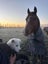 Pound Paws Rescue - Nanook, Christchurch Carousel 3