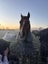 Pound Paws Rescue - Nanook, Christchurch Carousel 4