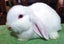 Baby Rabbits - Cute & Attractive Carousel 2
