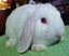 Baby Rabbits - Cute & Attractive Carousel 3