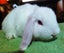 Baby Rabbits - Cute & Attractive Carousel 4