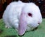 Baby Rabbits - Cute & Attractive Carousel 1