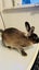 Cute Netherland Dwarf x NZ white Baby Rabbits Carousel 3