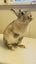 Cute Netherland Dwarf x NZ white Baby Rabbits Carousel 4