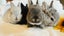 Cute Netherland Dwarf x NZ white Baby Rabbits Carousel 2