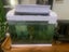Aqua One EcoStyle 47 38L Plus 2 x Goldfish & Accessories Carousel 3