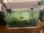 Aqua One EcoStyle 47 38L Plus 2 x Goldfish & Accessories Carousel 7