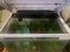 Aqua One EcoStyle 47 38L Plus 2 x Goldfish & Accessories Carousel 8