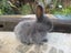 Flemish Giant Rabbits Carousel 1