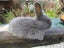 Flemish Giant Rabbits Carousel 2