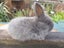 Flemish Giant Rabbits Carousel 3