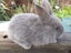 Flemish Giant Rabbits Carousel 4