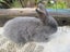 Flemish Giant Rabbits Carousel 5