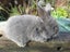 Flemish Giant Rabbits Carousel 6