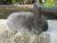 Flemish Giant Rabbits Carousel 7