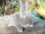 Flemish Giant Rabbits Carousel 8