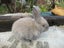 Flemish Giant Rabbits Carousel 10