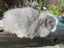 Mini Lop Rabbits Carousel 1