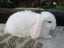 Mini Lop Rabbits Carousel 3